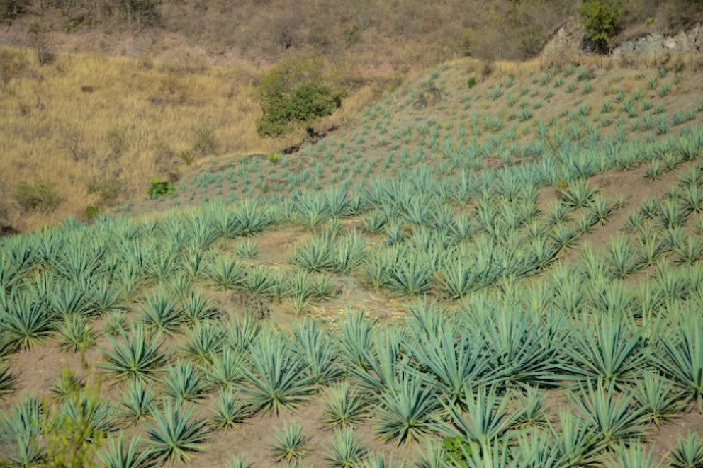 Field of agave