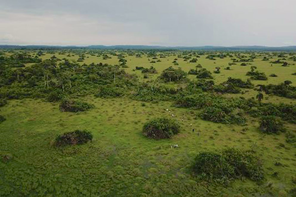 wide shot of landscape with trees and vegetation