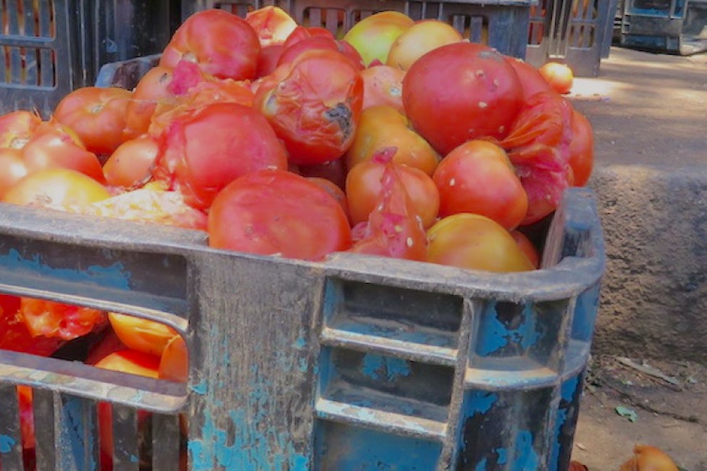 Spoiled tomatoes