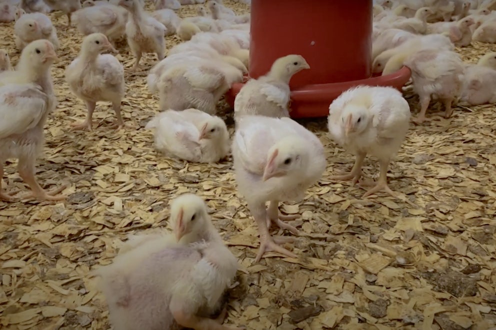 Baby Chicks