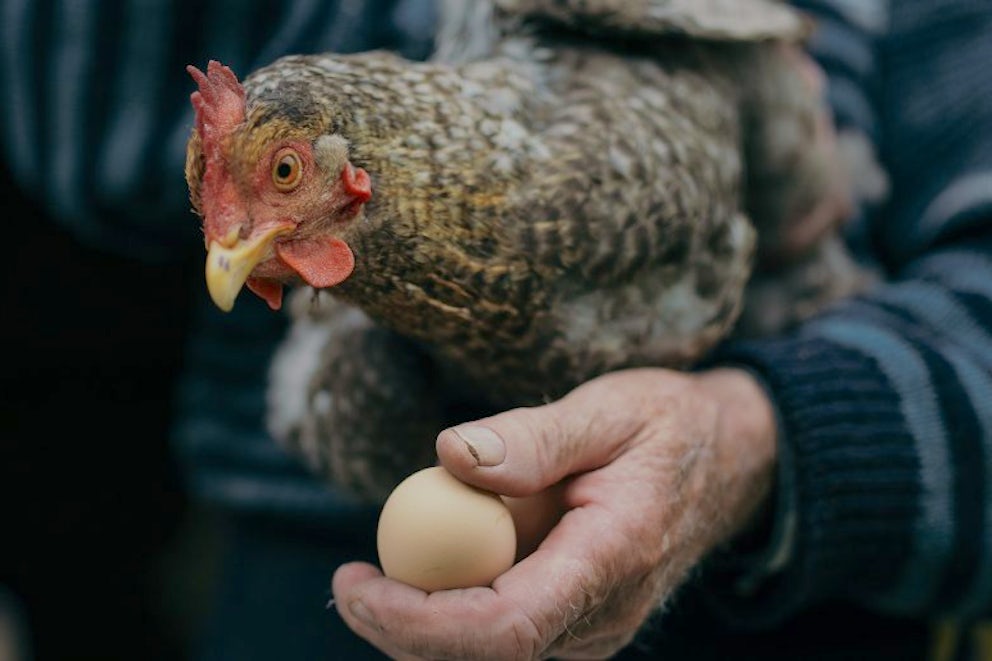 man holding chicken and egg