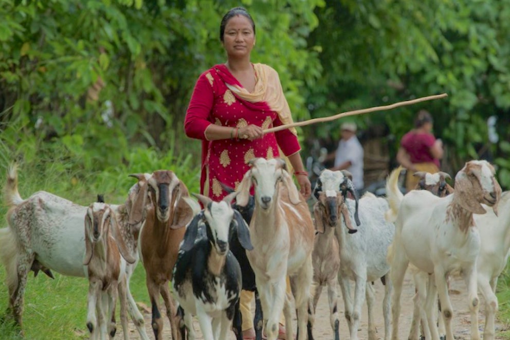 Uma Sinjali Magar walks with her goats in the Chitwan district of Nepal.