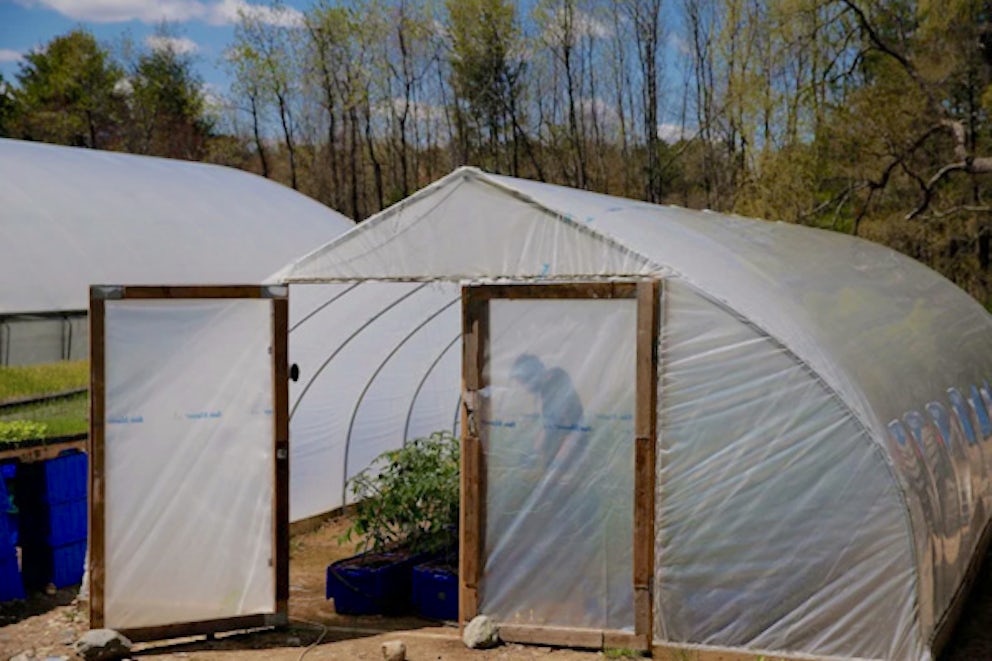 A Siena Farms employee tends to the cherry tomatoes inside the greenhouse in Sudbury, Mass