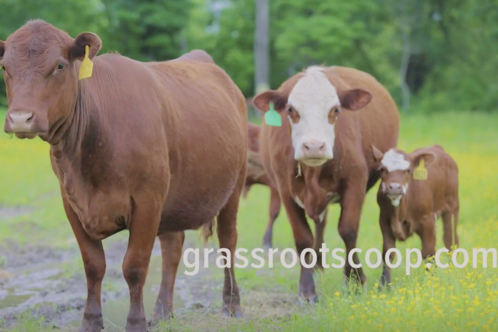 cows standing in a field