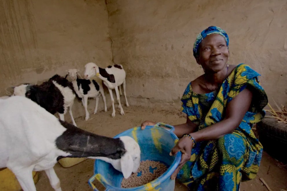 Heifer Participant feeding a goat