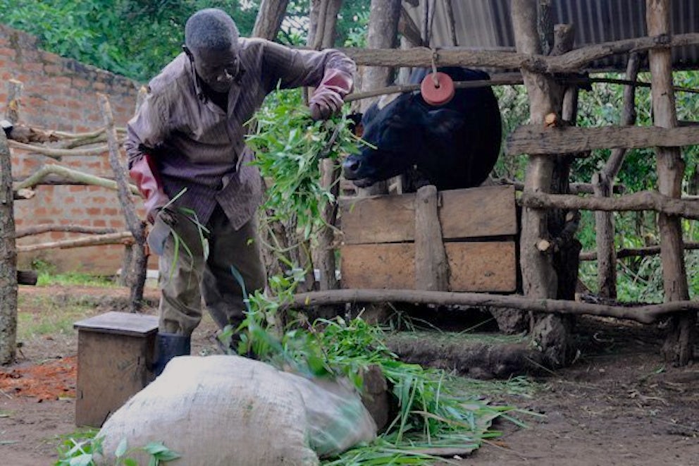 Mr Patrick Ben Oloya chops pastures to feed his cow in Koro-pida Village, Koro Sub-county, in Omoro District last week.