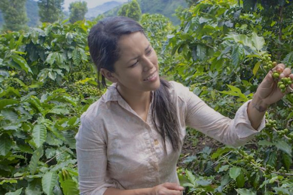 woman harvesting coffee