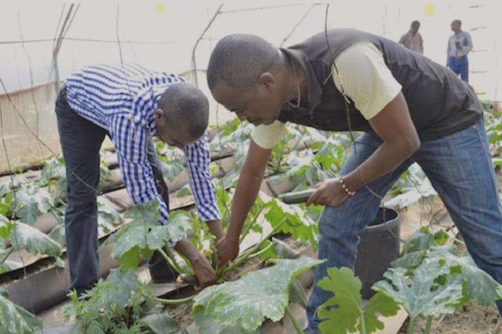 group of farmers working in field