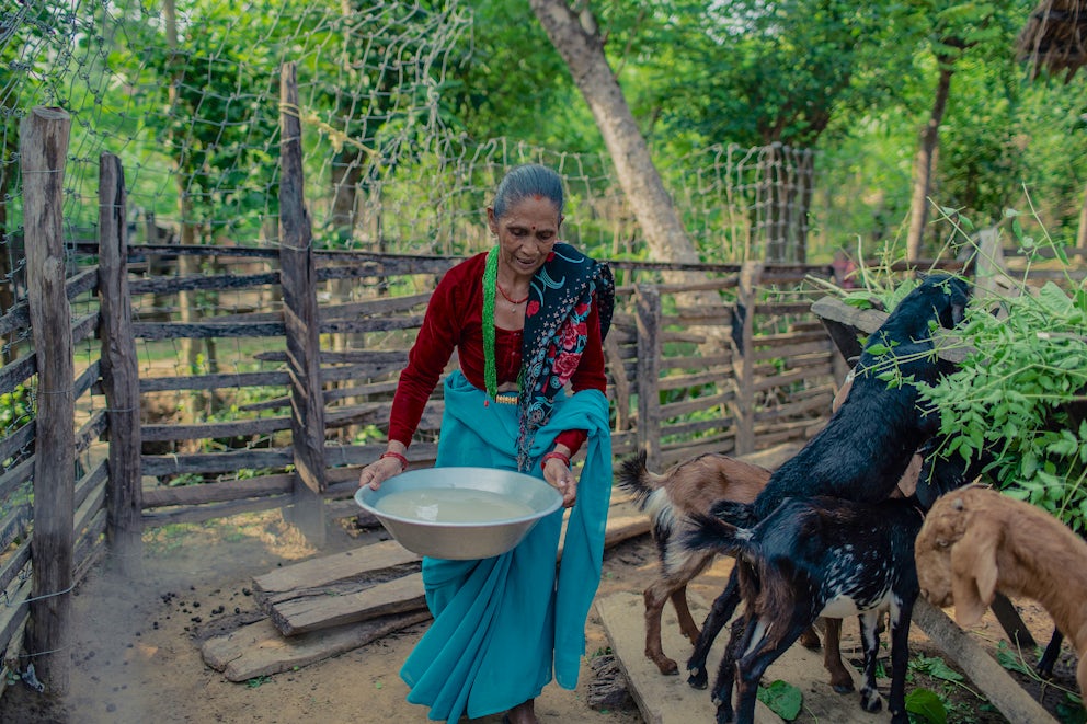 Woman in India carrying a pan of milk from her goats.