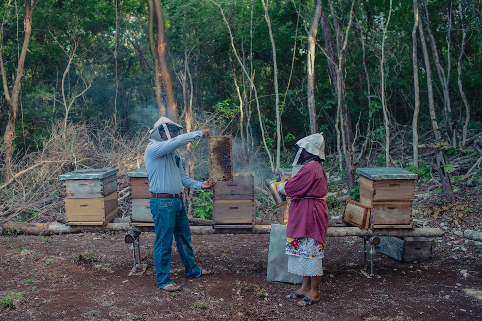 Man and women working with bee hives.
