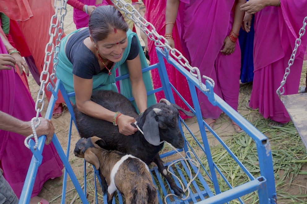 High demand for goat meat in Nepal