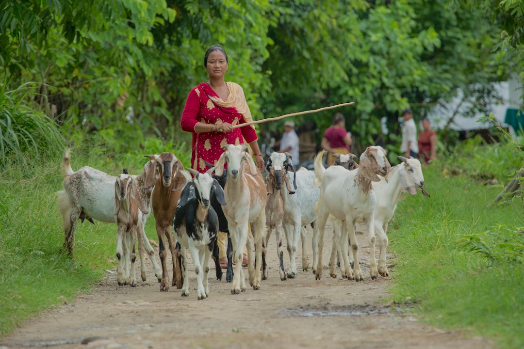 Empowering Women Farmers In Nepal Heifer International