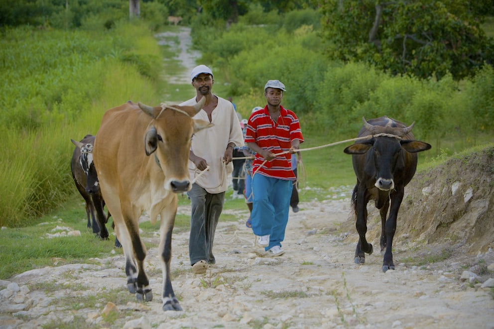 REACH Project Haiti