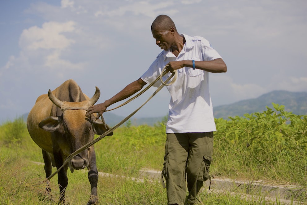 Farmer with a bull.