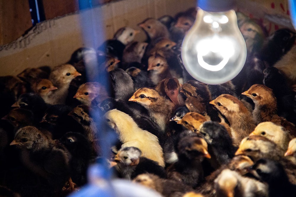 Hatching hope chicks