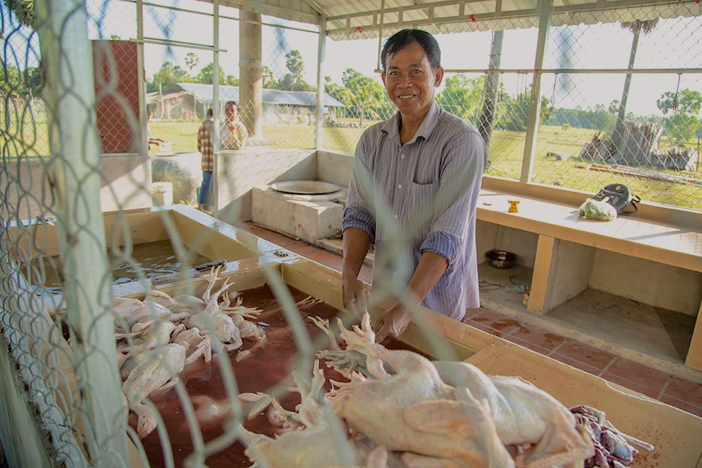 Cambodia INCOME project chickens
