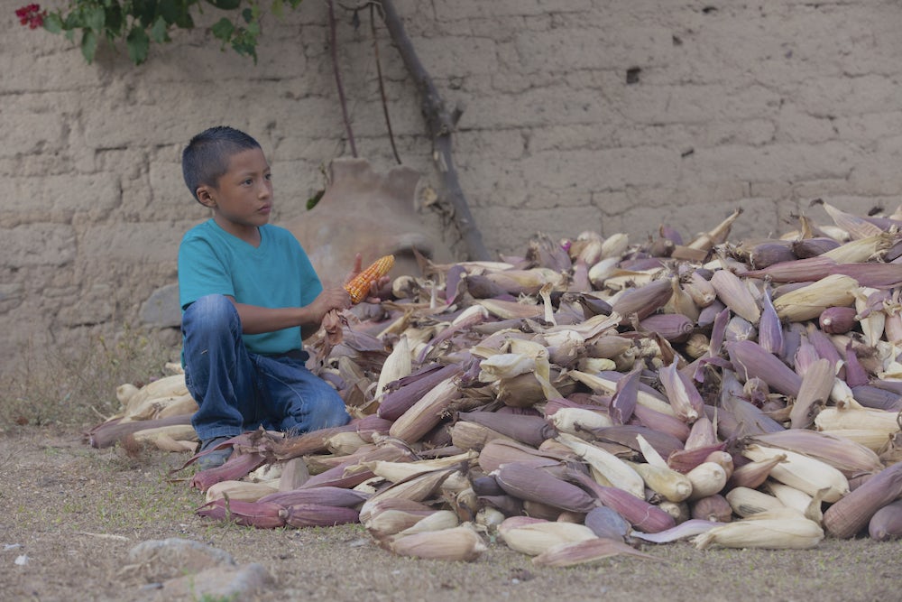 Farming practices and techniques have improved, as farmers receive support from Heifer Honduras’ field teams.