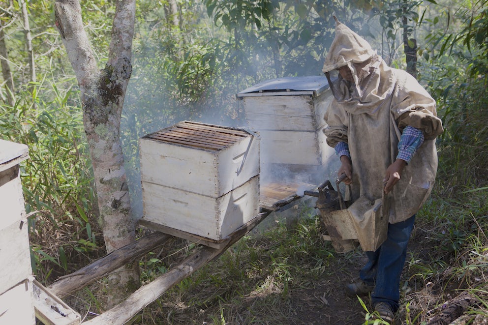 Beekeeper tending to the honeybees