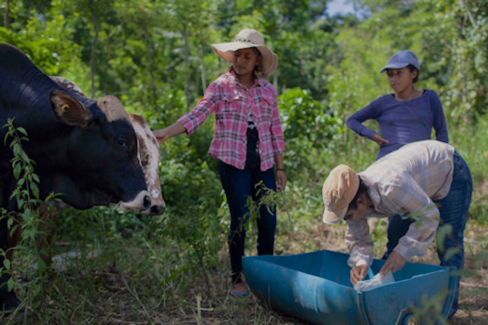 heifer participants tending to cows