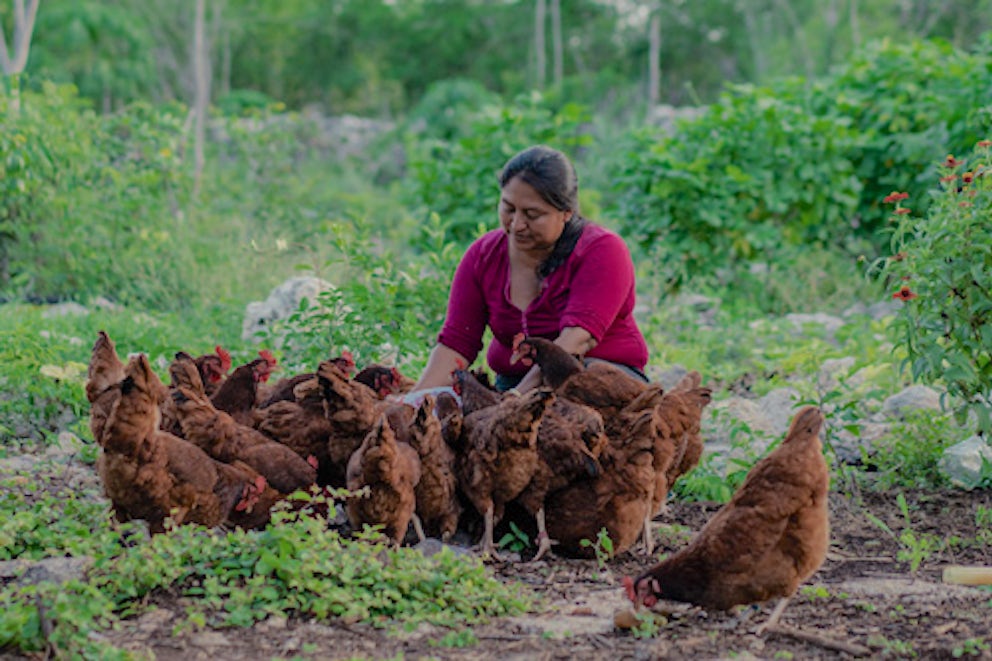 heifer participant tending to chickens