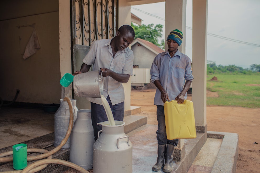 Two young people stand at a milk hub in Uganda – one pouring milk from a bucket into a vat and another holding a plastic storage container.