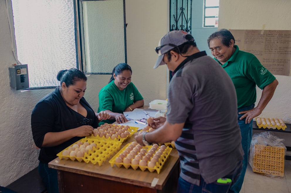 Men and Women sorting eggs from their chickens indoors.