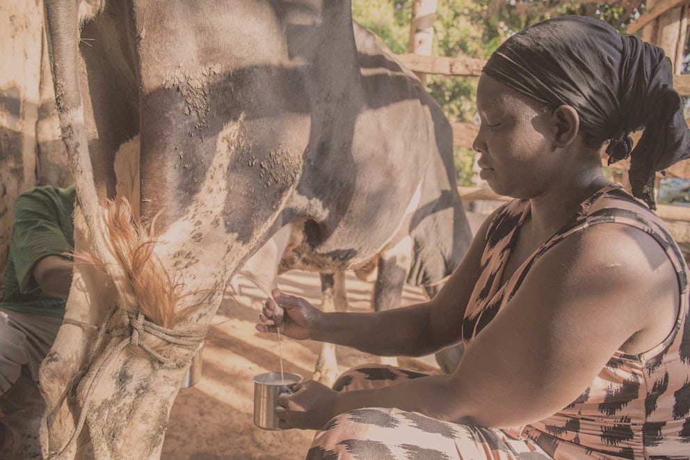 Woman milking cow.