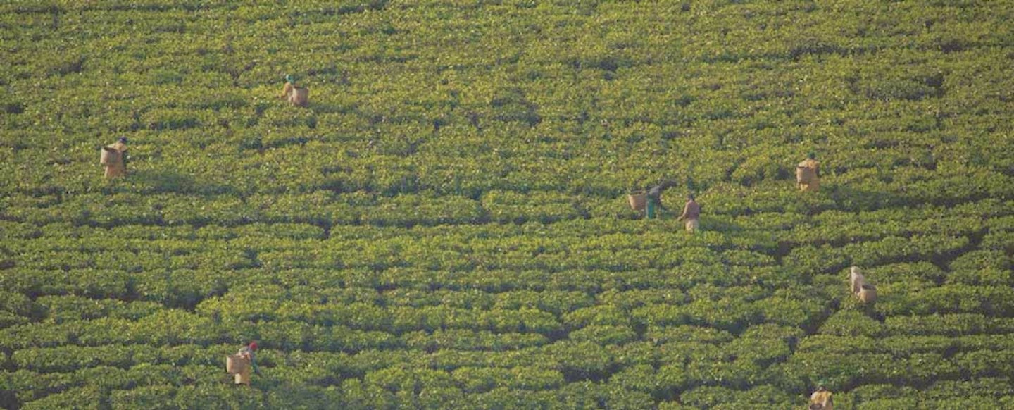 Many people working in a field.