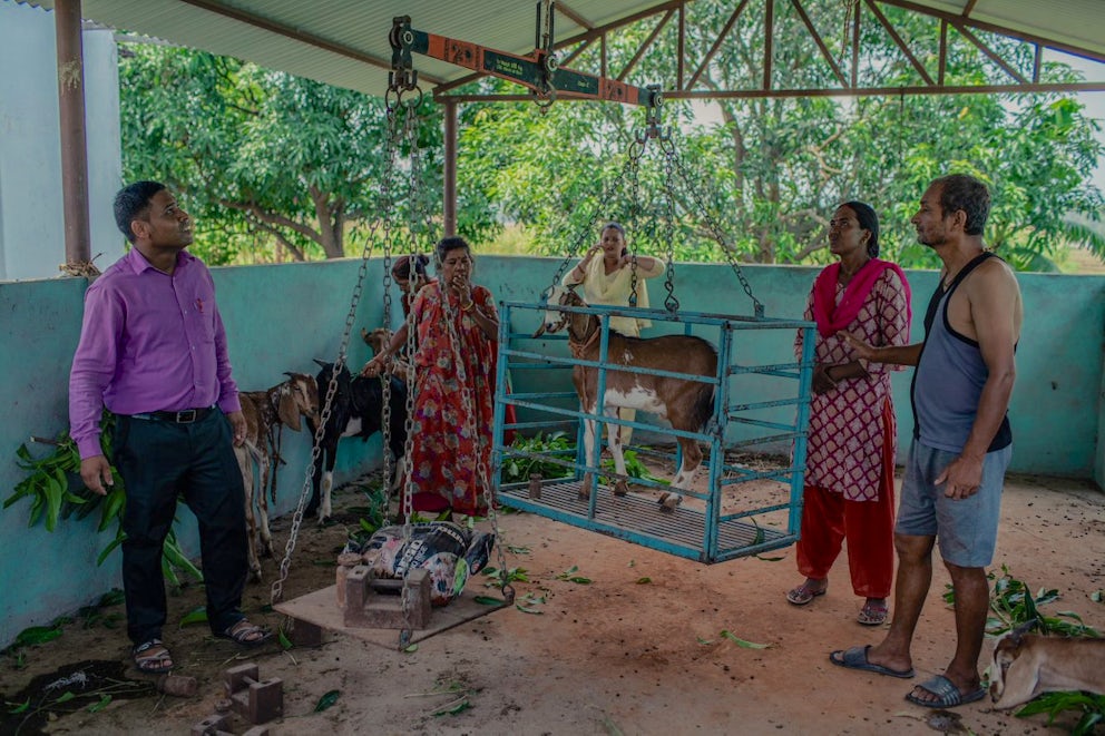 Men and women are trained how to use a weighing contraption to see how big their goats are.