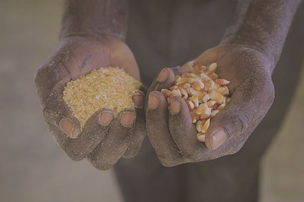 Two hands holding corn and cornmeal.