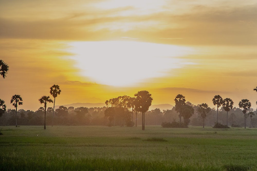 Landscape at sunrise with palm trees.