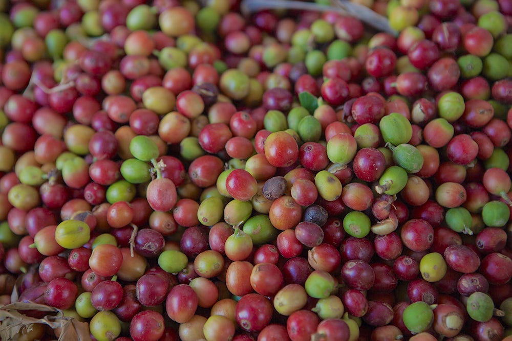 Pile of colorful coffee bean.