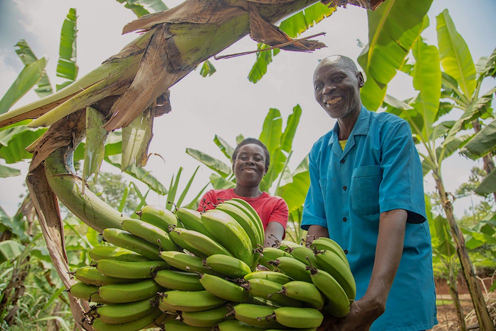 Man and woman sharing the load while carrying a large bunch of bananas in Rwanda.