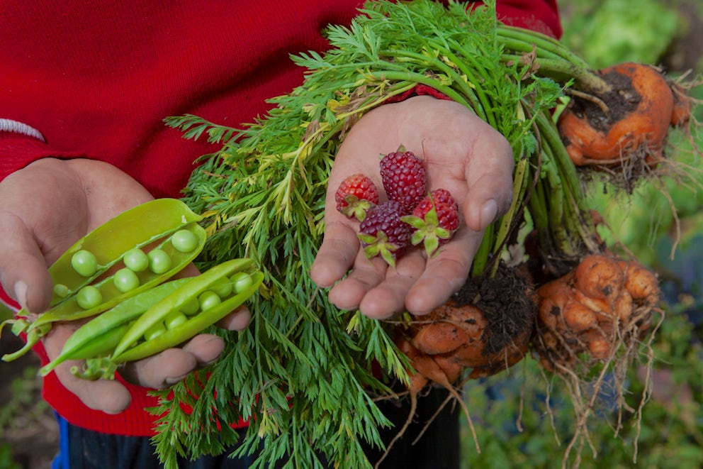close up of hands holding fruits and vegetables