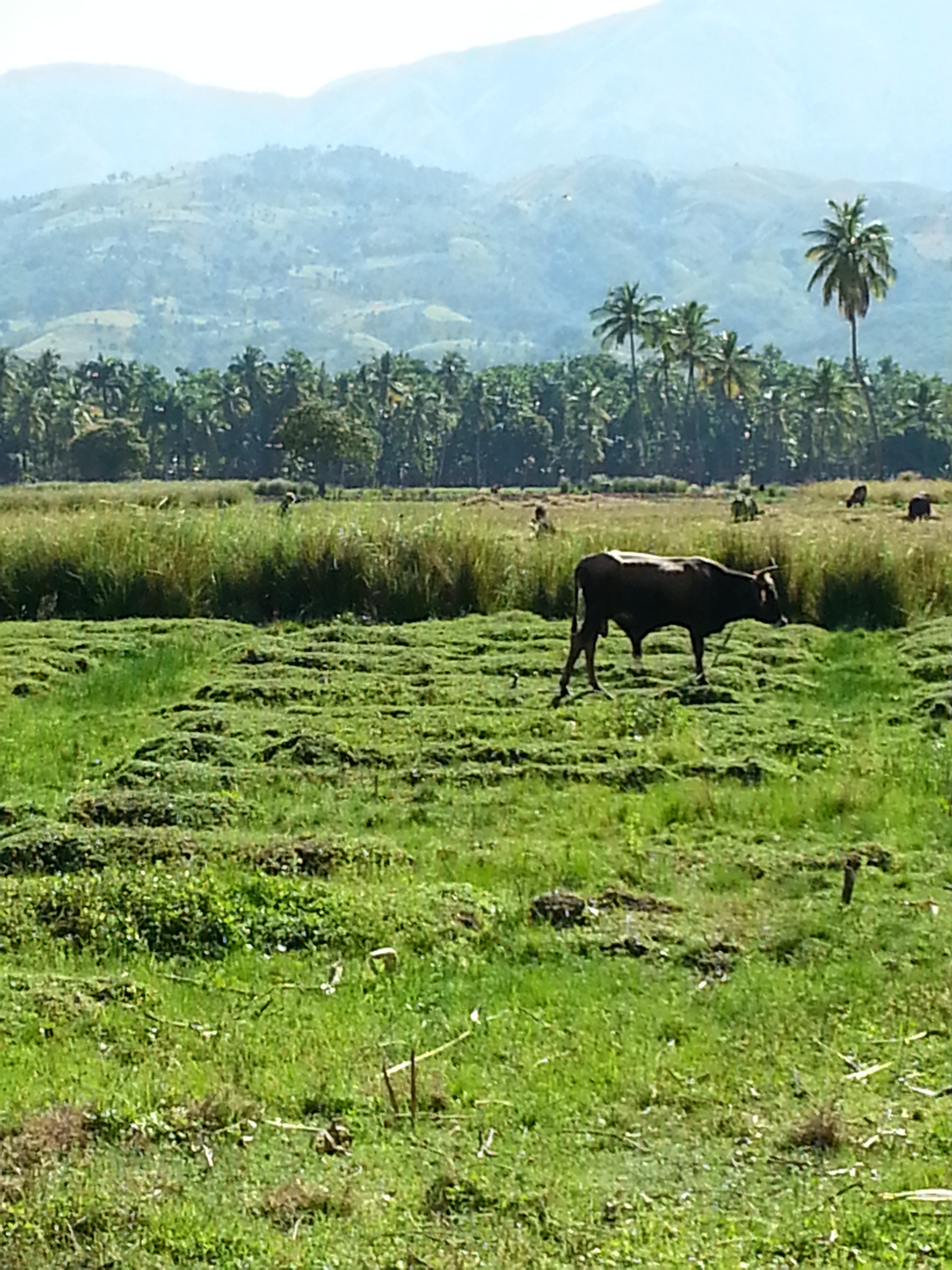 farmland in Haiti