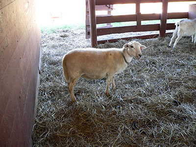 Sheep at Heifer Ranch
