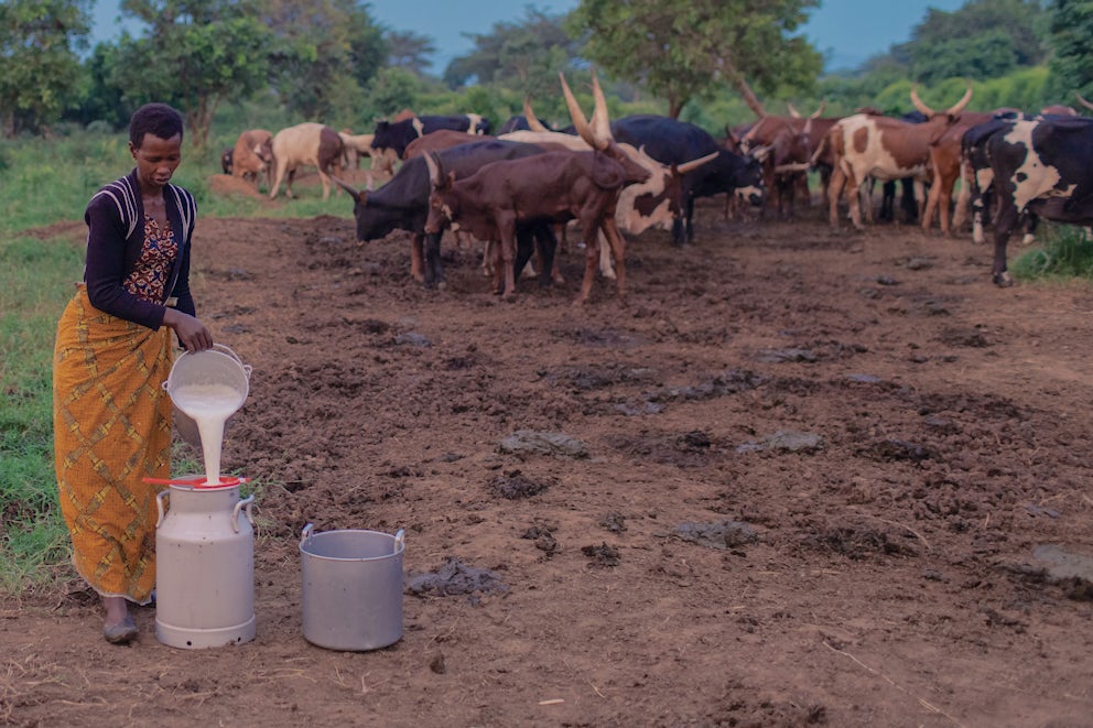 women pouring cow milk