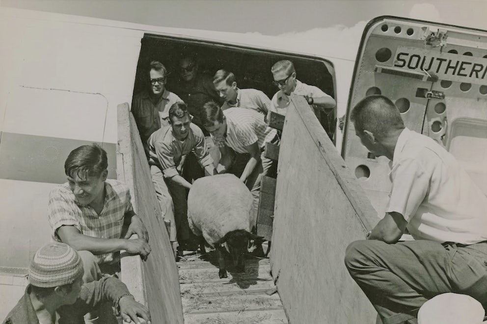 men pushing a sheep down a plane ramp