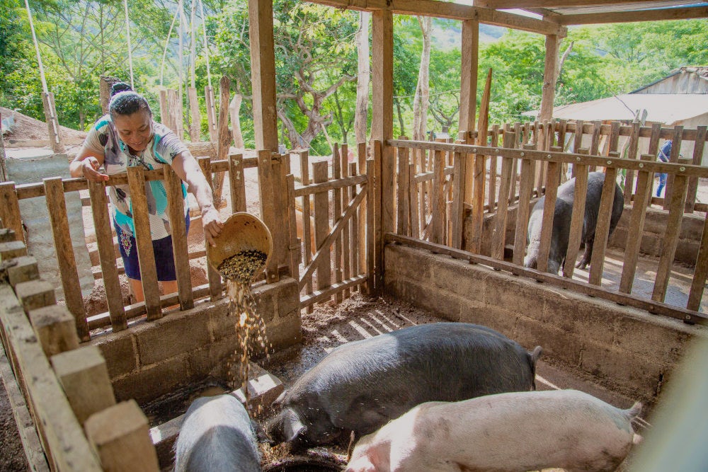 A female farmer feeding pigs in a sty.