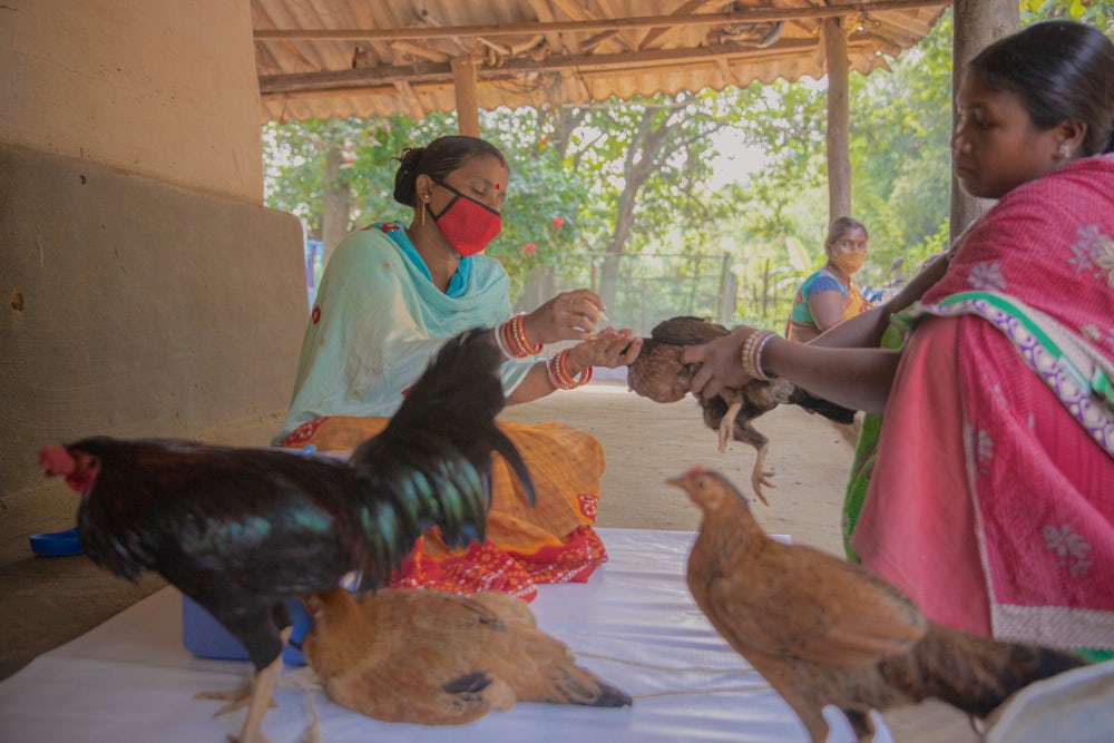 A woman vaccinating a chicken in the front yard of a house.