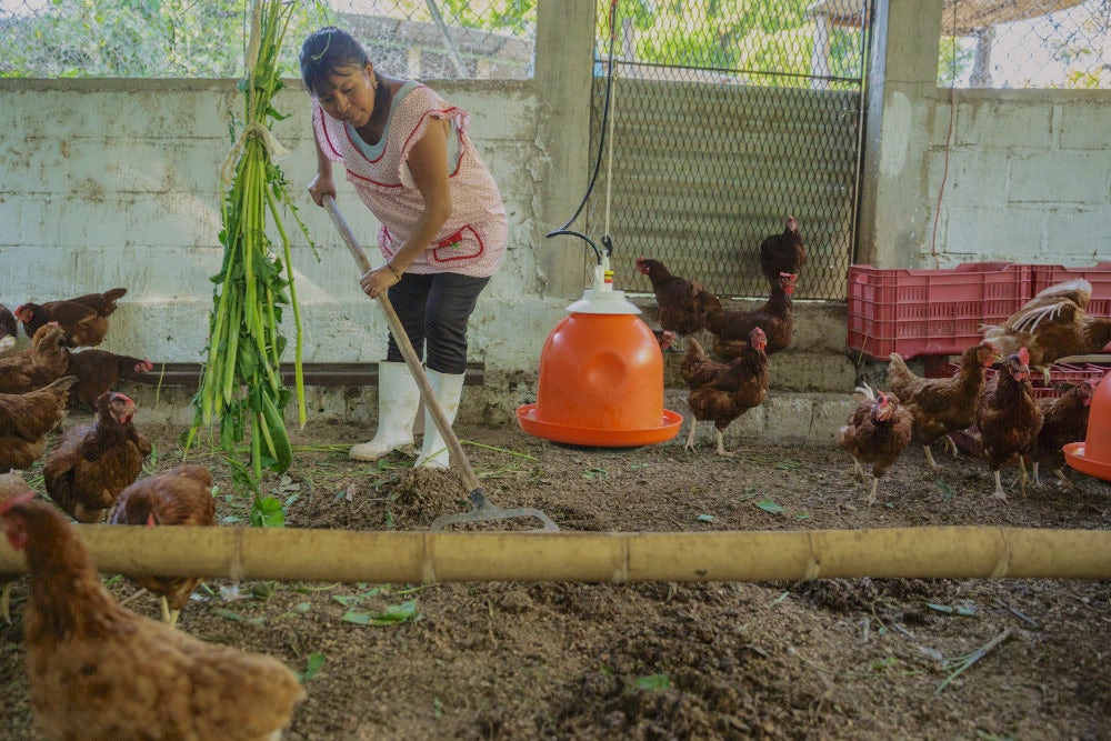 A women wearing special boots and cleaning her chicken coop.