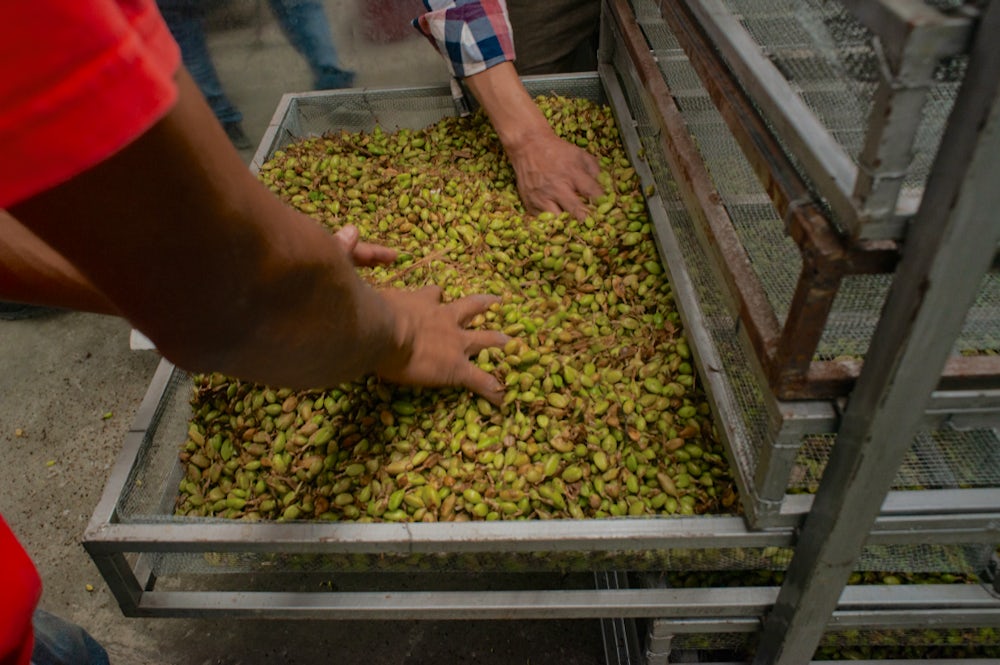 Two pairs of hands spread out cardamom pods on a dryer tray.