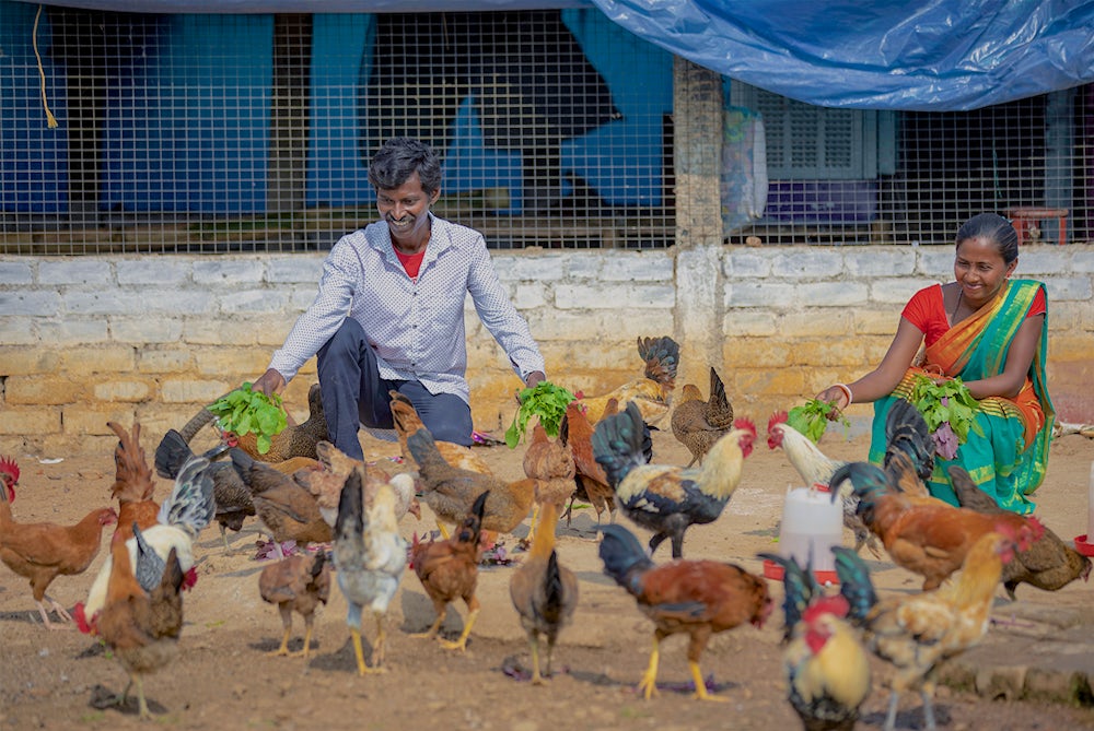 A man and woman crouch down to feed a flock of chickens.