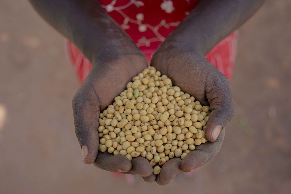 A pair of hands holding a pile of soybean seeds.