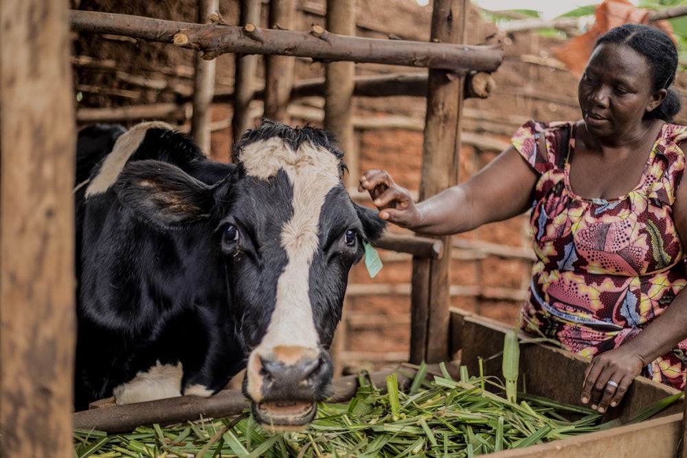 A woman looks on as her cow eats fresh grass in Rwanda.