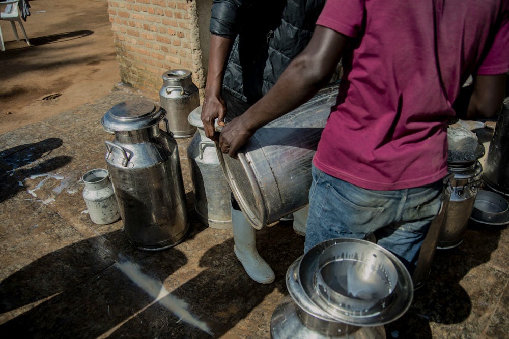 Two men handle large metal milk containers at a dairy collection point.