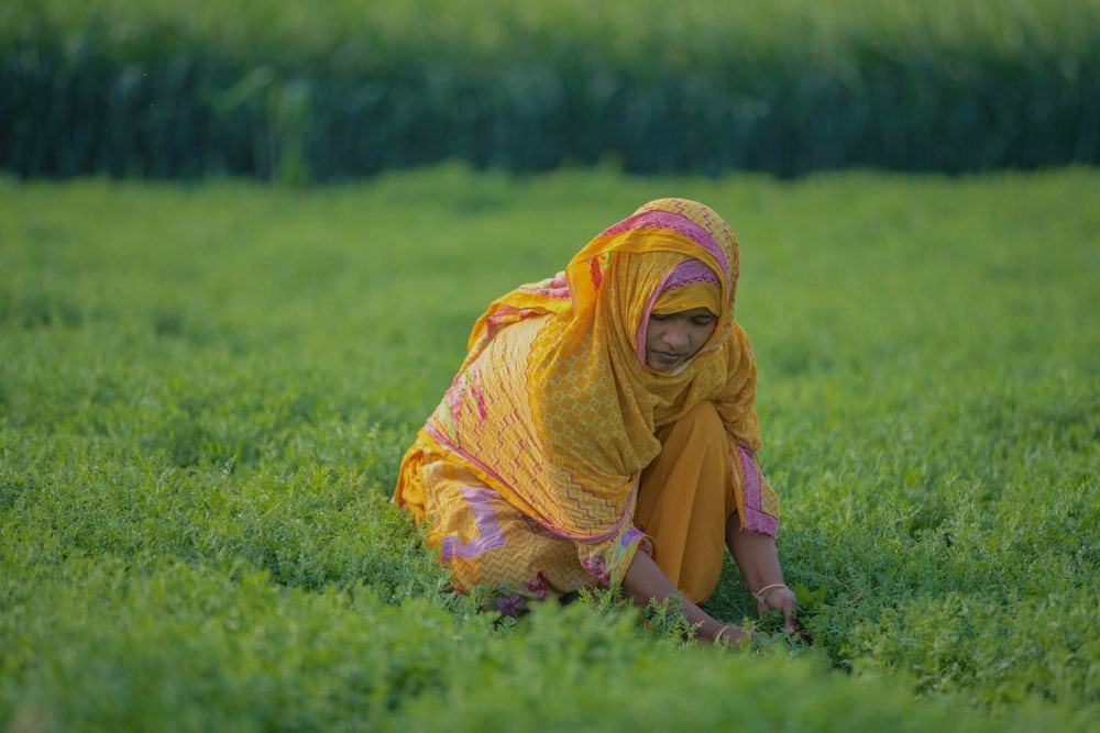 A woman bends over to work in her agricultural field in Bangladesh.