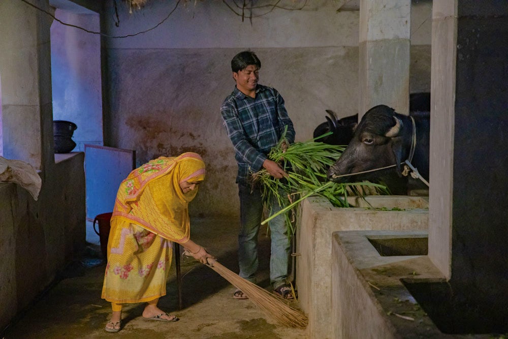 A man feeding a cow and a woman sweeping in Bangladesh.