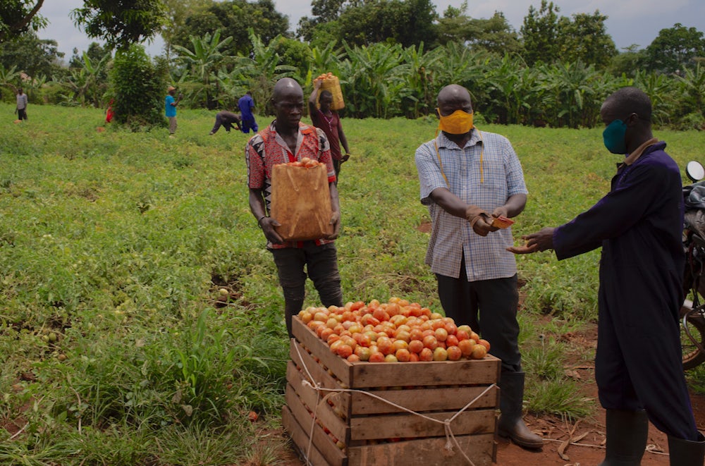 A Ugandan farmer trades a bag of ripe tomatoes for cash.
