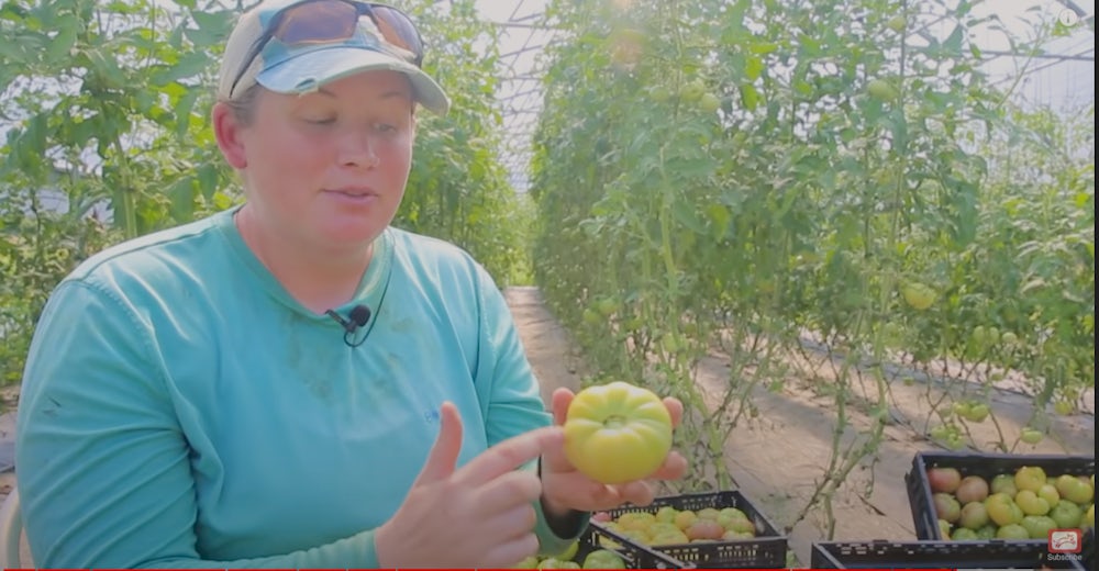 A woman sitting in front of rows of growing tomato plants holds up a green tomato.